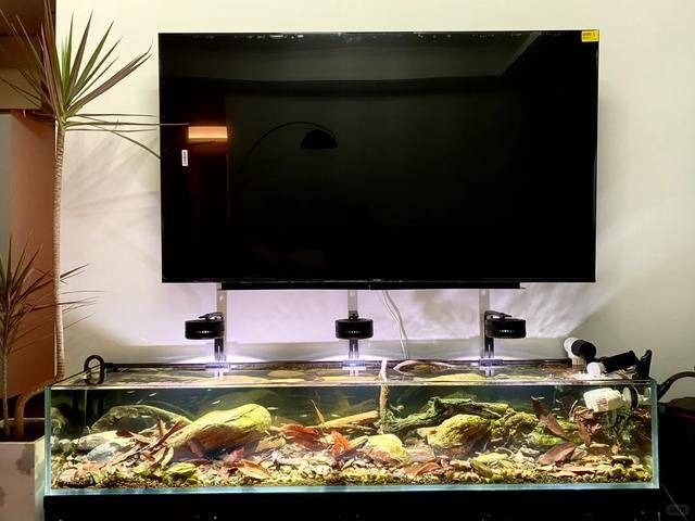 3 nơi trong nhà đặt bể cá là TAI HỌA: Tài lộc không vào, gia chủ gặp hung vận, dễ rước phiền vào thân- Ảnh 2. 3 nơi trong nhà đặt bể cá là TAI HỌA: Tài lộc không vào, gia chủ gặp hung vận, dễ rước phiền vào thân- Ảnh 2.