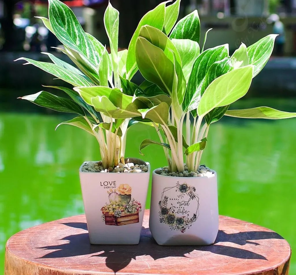4 cây cảnh tương sinh cho người mệnh Kim: Giúp chủ nhân có 4 cây cảnh tương sinh cho người mệnh Kim: Giúp chủ nhân có