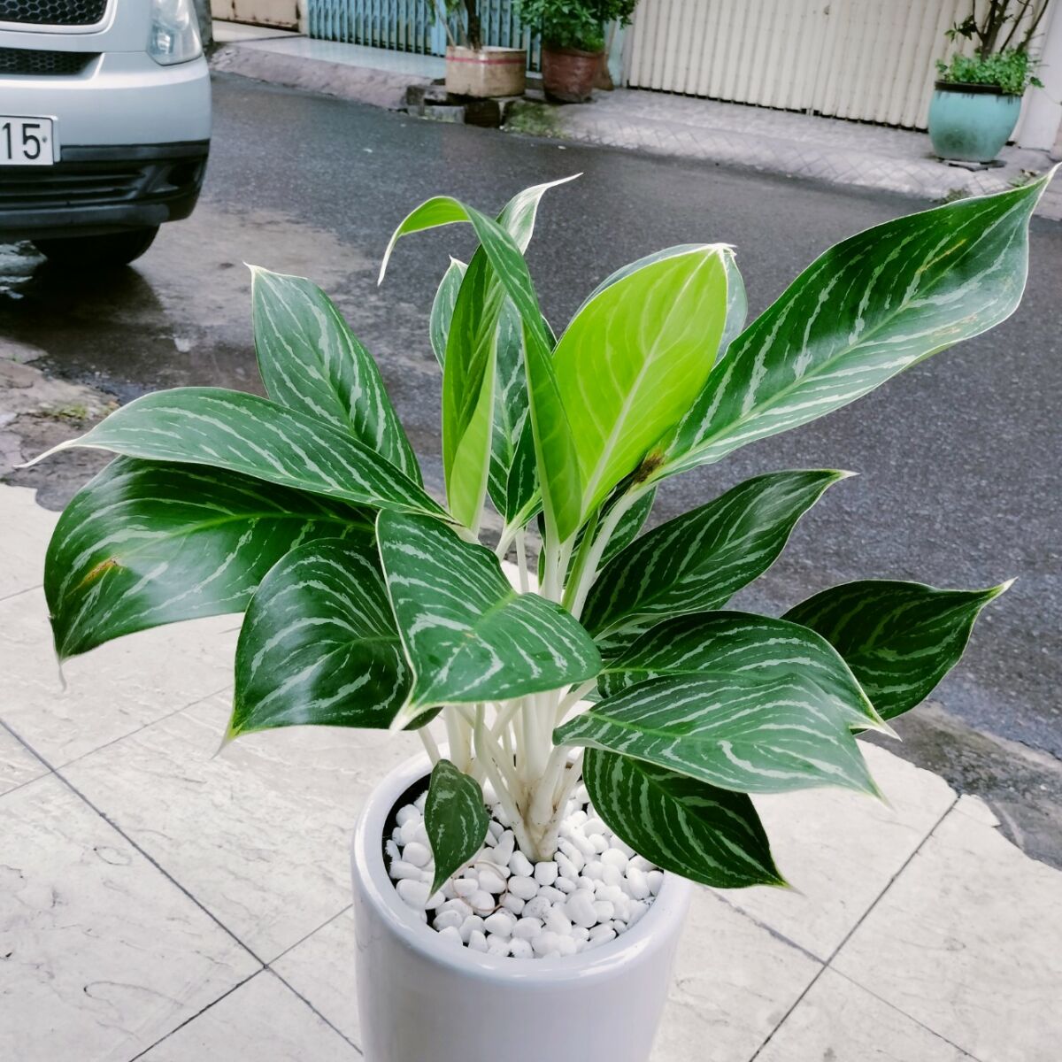 4 cây cảnh tương sinh cho người mệnh Kim: Giúp chủ nhân có 4 cây cảnh tương sinh cho người mệnh Kim: Giúp chủ nhân có