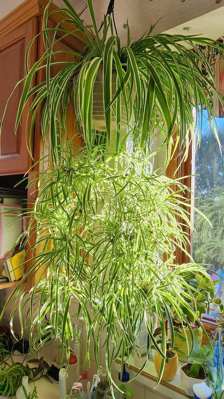 4 cây cảnh tương sinh cho người mệnh Kim: Giúp chủ nhân có 4 cây cảnh tương sinh cho người mệnh Kim: Giúp chủ nhân có