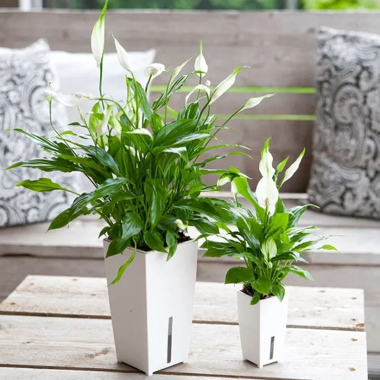 4 cây cảnh tương sinh cho người mệnh Kim: Giúp chủ nhân có 4 cây cảnh tương sinh cho người mệnh Kim: Giúp chủ nhân có