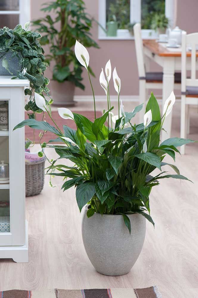 4 cây cảnh tương sinh cho người mệnh Kim: Giúp chủ nhân có 4 cây cảnh tương sinh cho người mệnh Kim: Giúp chủ nhân có