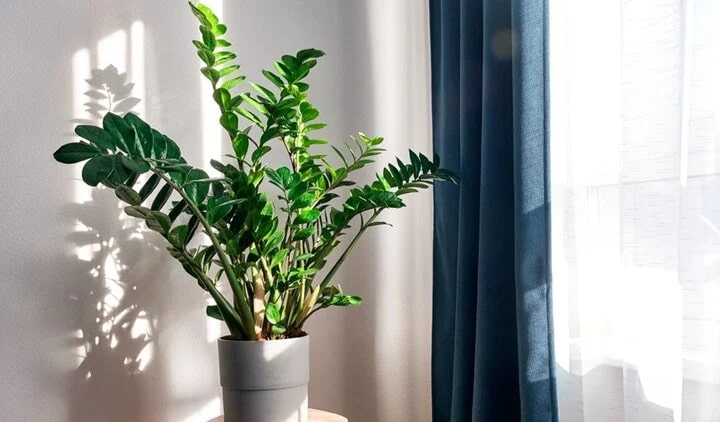 4 cây cảnh tương sinh cho người mệnh Kim: Giúp chủ nhân có 4 cây cảnh tương sinh cho người mệnh Kim: Giúp chủ nhân có