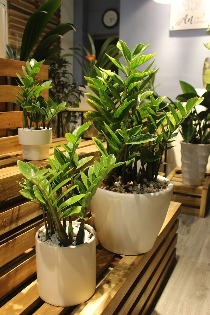 4 cây cảnh tương sinh cho người mệnh Kim: Giúp chủ nhân có 4 cây cảnh tương sinh cho người mệnh Kim: Giúp chủ nhân có