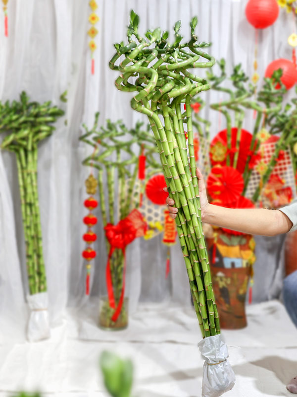 5 loài cây trưng Tết được lòng 5 loài cây trưng Tết được lòng