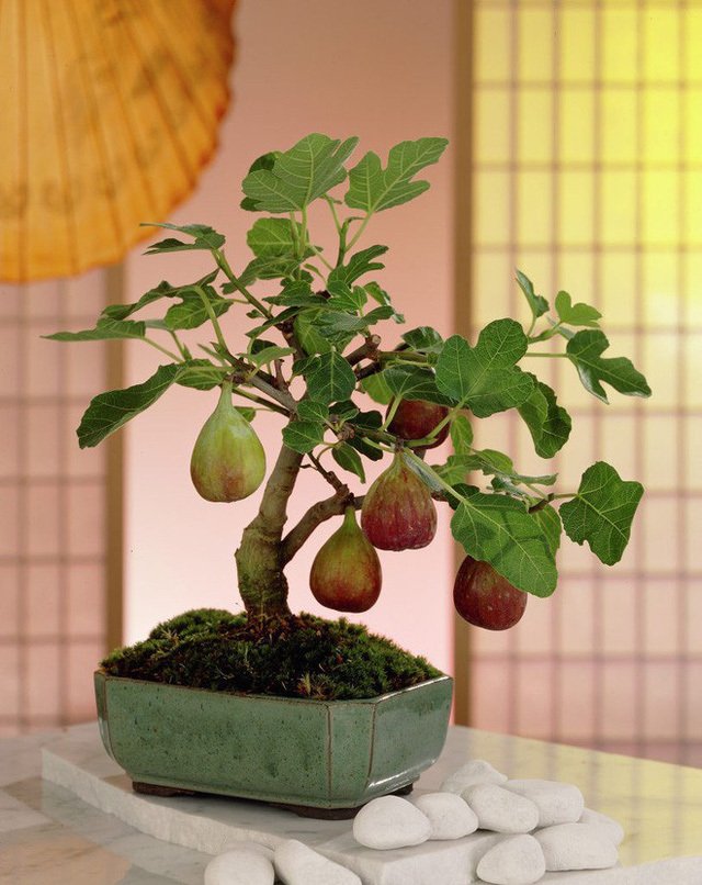 5 loài cây trưng Tết được lòng 5 loài cây trưng Tết được lòng