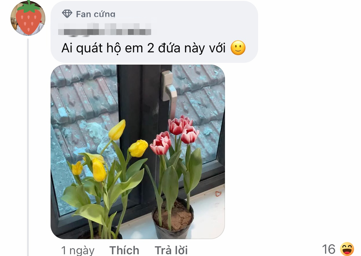 Bức ảnh chụp bông hoa ly Bức ảnh chụp bông hoa ly