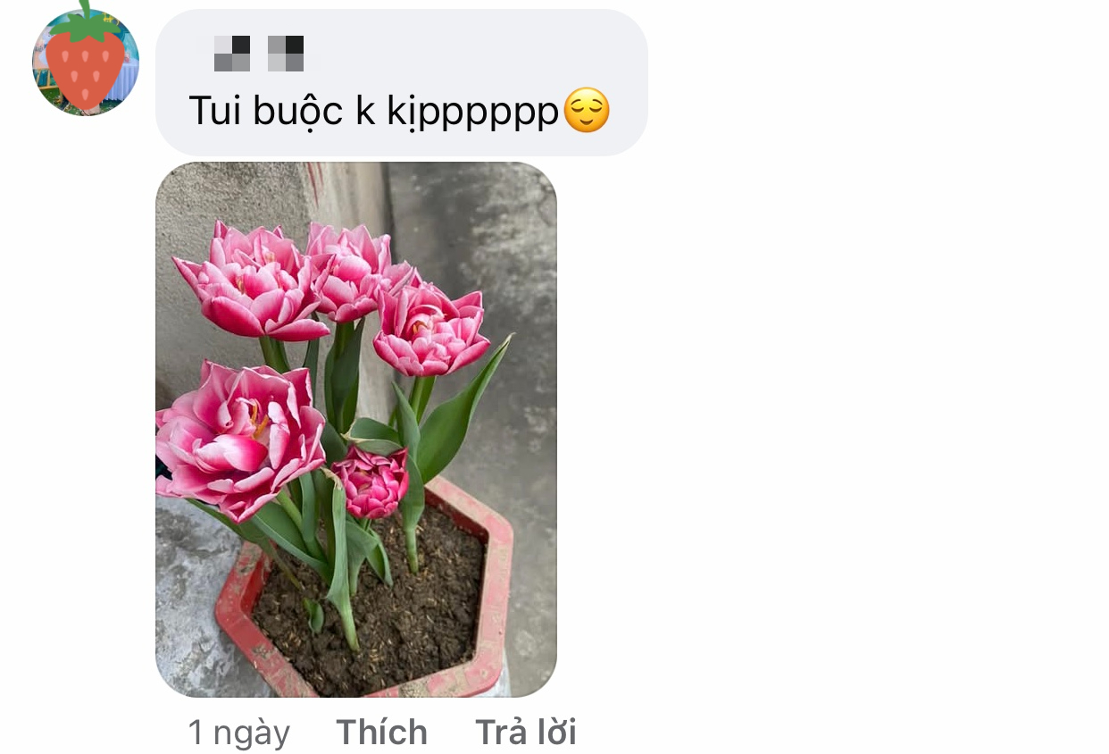 Bức ảnh chụp bông hoa ly Bức ảnh chụp bông hoa ly
