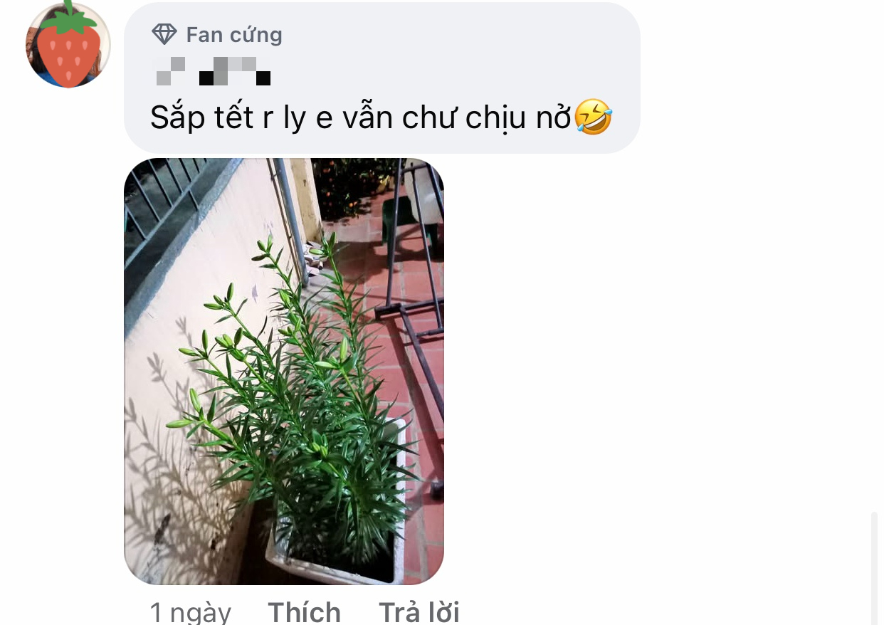 Bức ảnh chụp bông hoa ly Bức ảnh chụp bông hoa ly