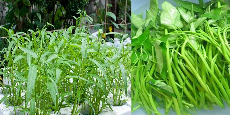 Chân thành nhắc nhở bạn: Rau tẩm hóa chất có 3 dấu hiệu nhận biết, đi chợ rẻ mấy cũng KHÔNG MUA- Ảnh 1. Chân thành nhắc nhở bạn: Rau tẩm hóa chất có 3 dấu hiệu nhận biết, đi chợ rẻ mấy cũng KHÔNG MUA- Ảnh 1.