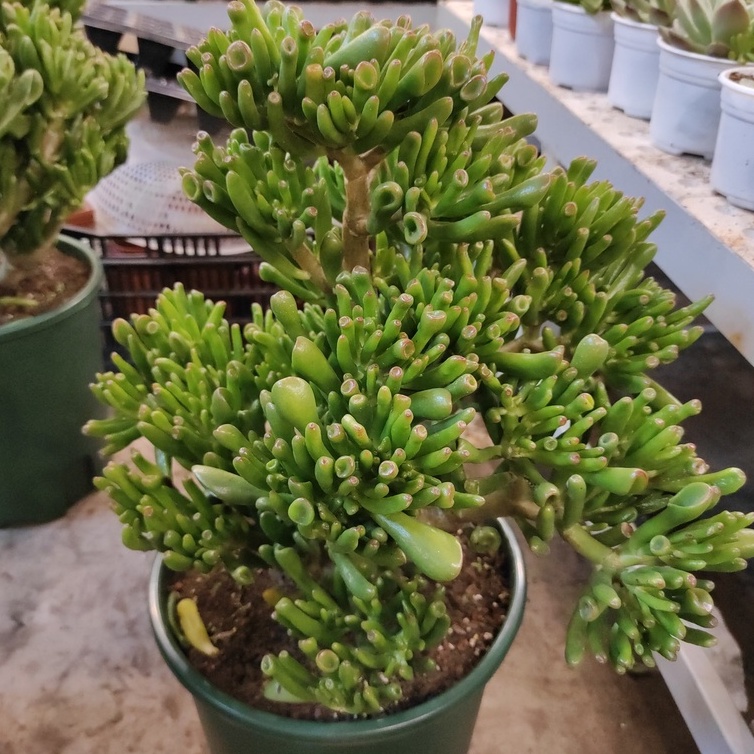 Cổ nhân dạy rằng: Cổ nhân dạy rằng: