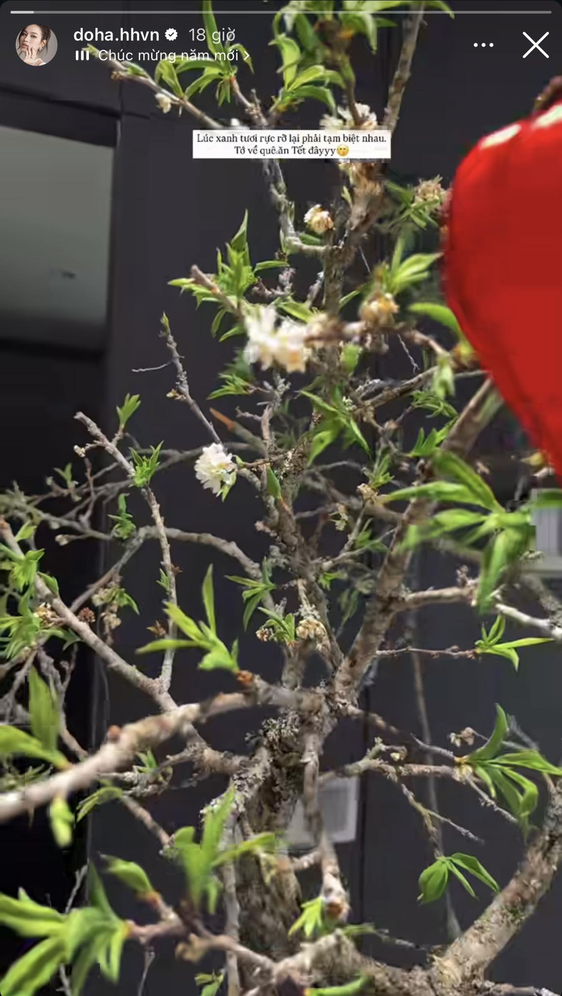 Cuộc đua hoa Tết của sao Việt: Phu nhân Cường Đô La trưng loại hoa ‘‘hút tiền'' trong căn hộ tiền tỷ, một nàng hậu chơi lớn sắm tới 10 thứ cây- Ảnh 5. Cuộc đua hoa Tết của sao Việt: Phu nhân Cường Đô La trưng loại hoa ‘‘hút tiền'' trong căn hộ tiền tỷ, một nàng hậu chơi lớn sắm tới 10 thứ cây- Ảnh 5.