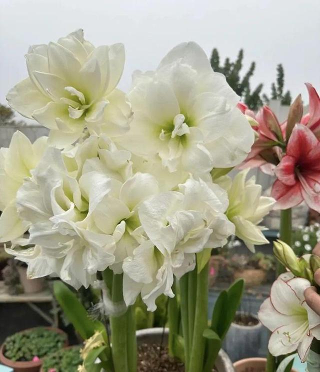 Người phụ nữ nổi tiếng nhờ phòng khách ngập tràn hoa lan huệ tây, cư dân mạng thán phục: Người phụ nữ nổi tiếng nhờ phòng khách ngập tràn hoa lan huệ tây, cư dân mạng thán phục: