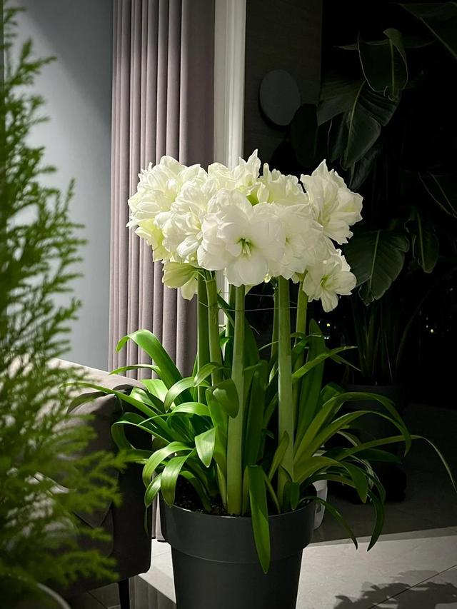 Người phụ nữ nổi tiếng nhờ phòng khách ngập tràn hoa lan huệ tây, cư dân mạng thán phục: Người phụ nữ nổi tiếng nhờ phòng khách ngập tràn hoa lan huệ tây, cư dân mạng thán phục: