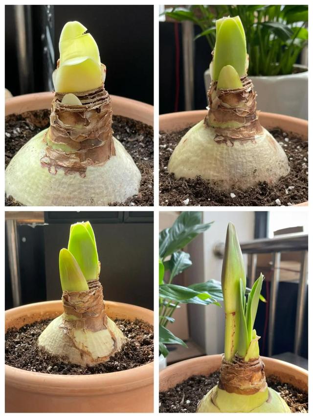 Người phụ nữ nổi tiếng nhờ phòng khách ngập tràn hoa lan huệ tây, cư dân mạng thán phục: Người phụ nữ nổi tiếng nhờ phòng khách ngập tràn hoa lan huệ tây, cư dân mạng thán phục: