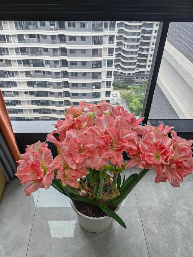 Người phụ nữ nổi tiếng nhờ phòng khách ngập tràn hoa lan huệ tây, cư dân mạng thán phục: Người phụ nữ nổi tiếng nhờ phòng khách ngập tràn hoa lan huệ tây, cư dân mạng thán phục: