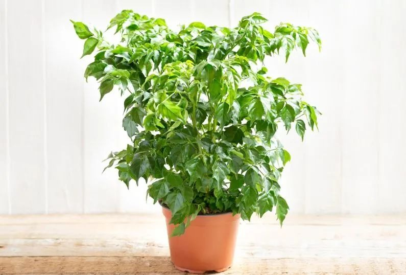 Người xưa dạy: Trong nhà trồng 5 cây Người xưa dạy: Trong nhà trồng 5 cây
