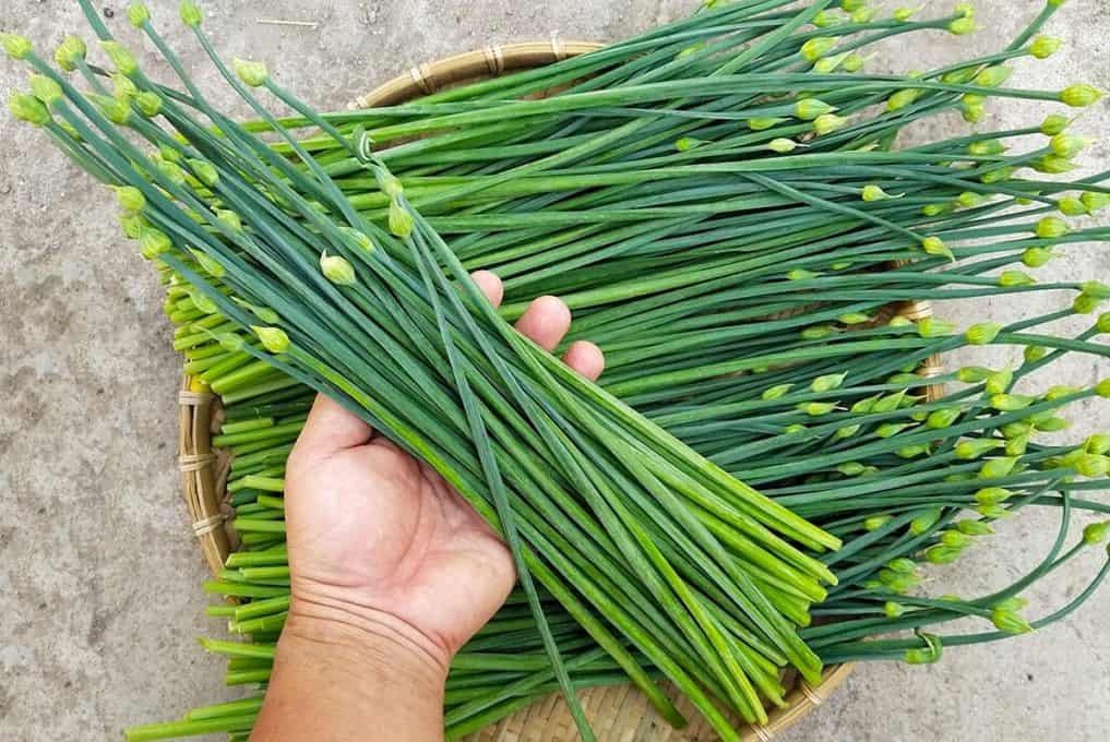 10 loại rau dễ 10 loại rau dễ