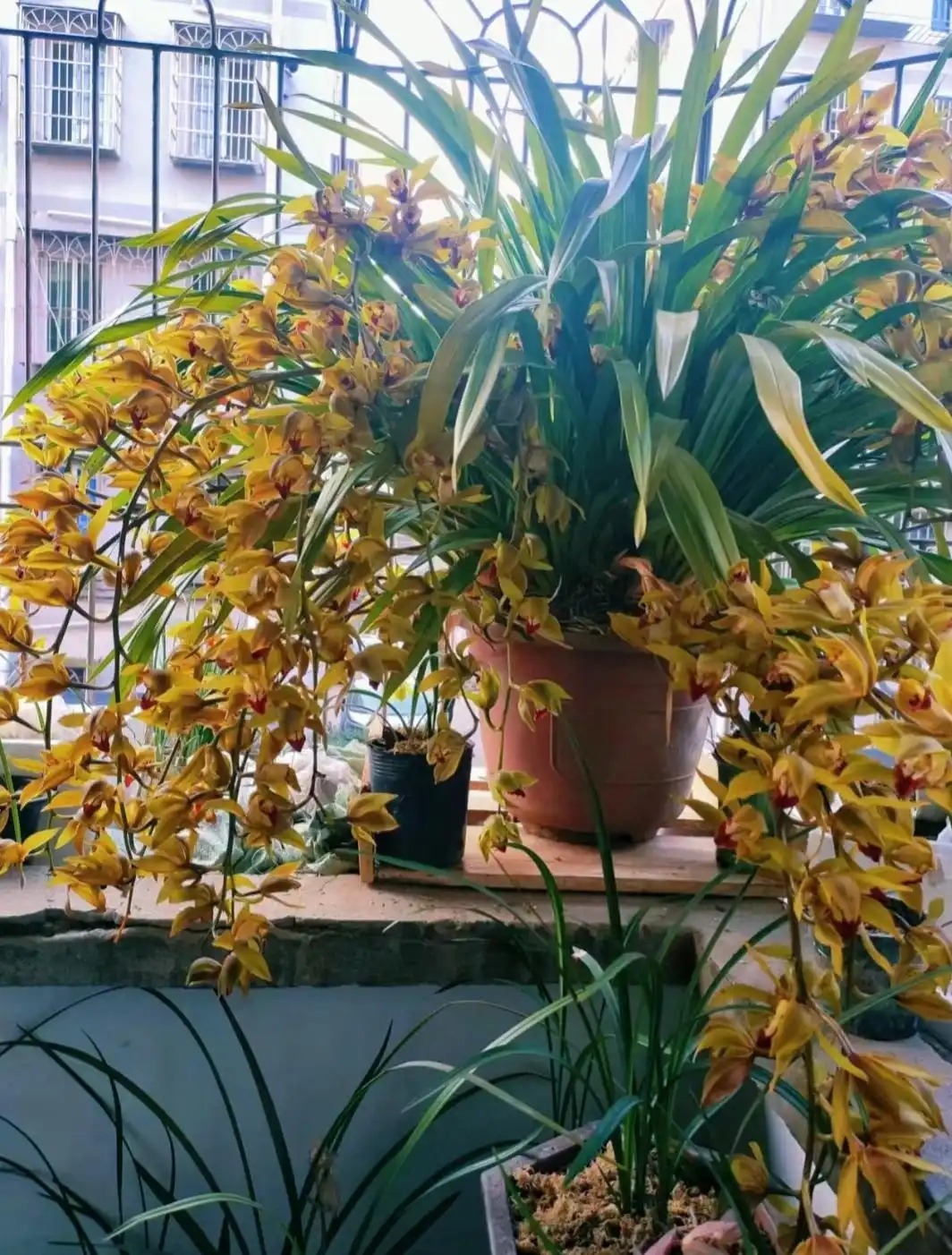 Bức ảnh chậu hoa giá 10 triệu khiến một người Bức ảnh chậu hoa giá 10 triệu khiến một người
