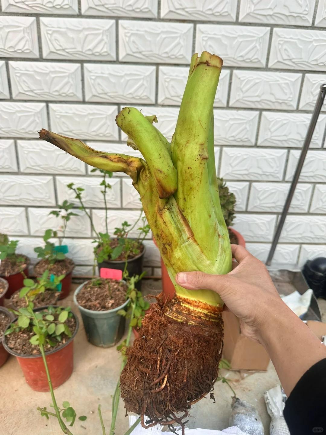 Bức ảnh chụp 1 góc sân nhà "gây bão", dân tình phải thốt lên: Cao thủ!- Ảnh 2. Bức ảnh chụp 1 góc sân nhà "gây bão", dân tình phải thốt lên: Cao thủ!- Ảnh 2.