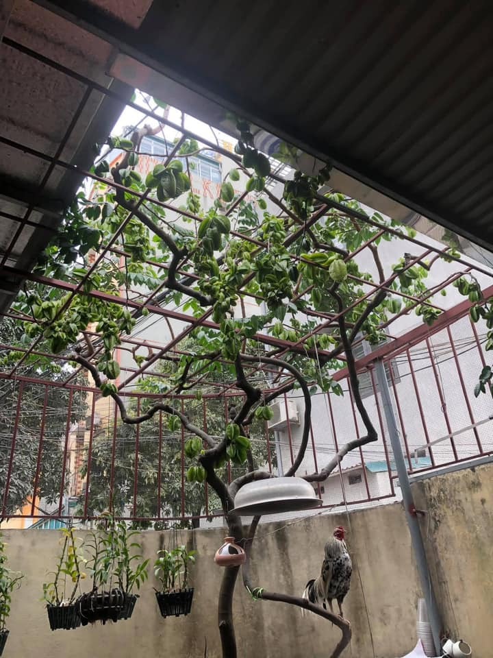 Bức ảnh chụp cây khế khiến dân Trung Quốc náo loạn- Ảnh 4. Bức ảnh chụp cây khế khiến dân Trung Quốc náo loạn- Ảnh 4.