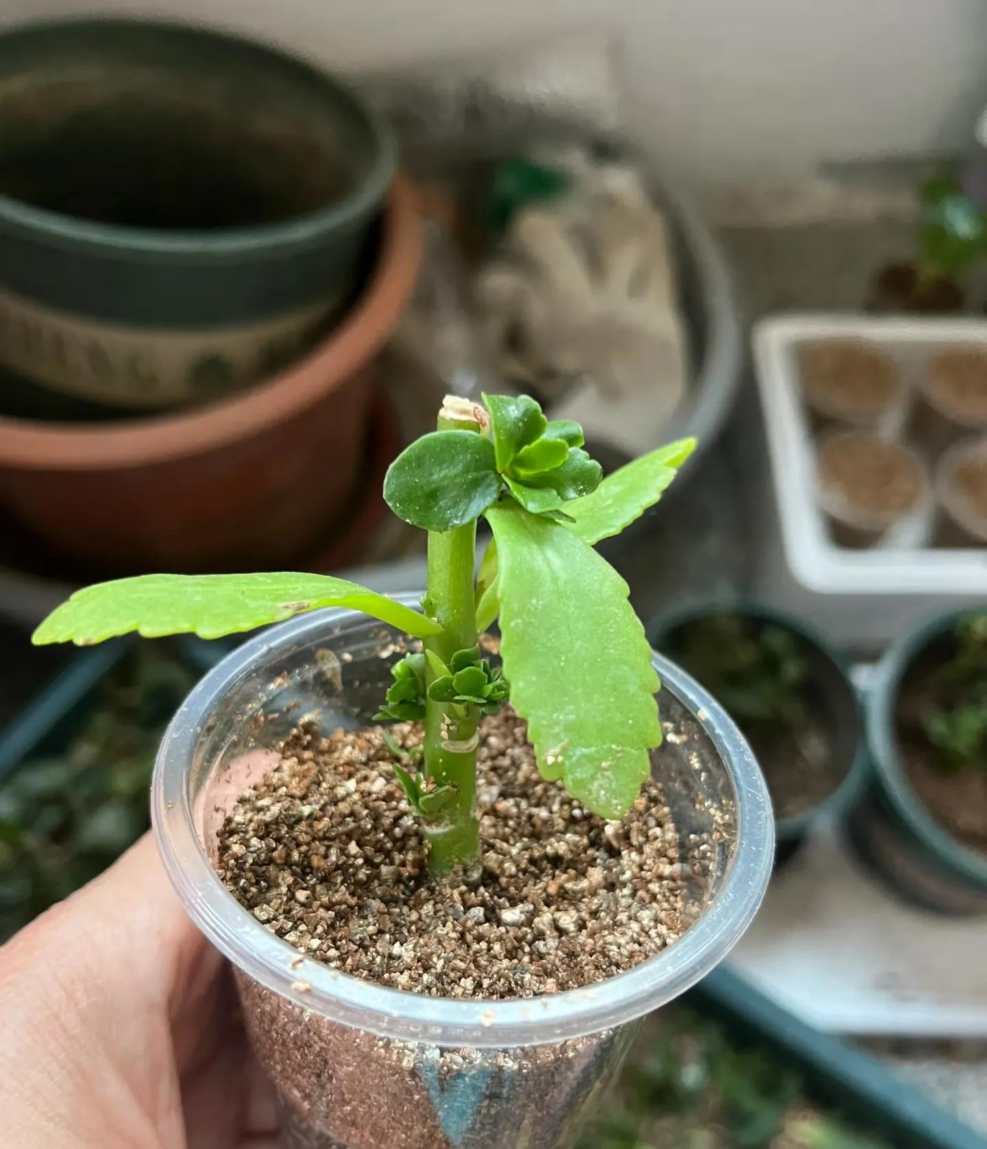 Chơi hoa hết 3 ngày Tết: Thực hiện ngay việc này để cây tiếp tục Chơi hoa hết 3 ngày Tết: Thực hiện ngay việc này để cây tiếp tục