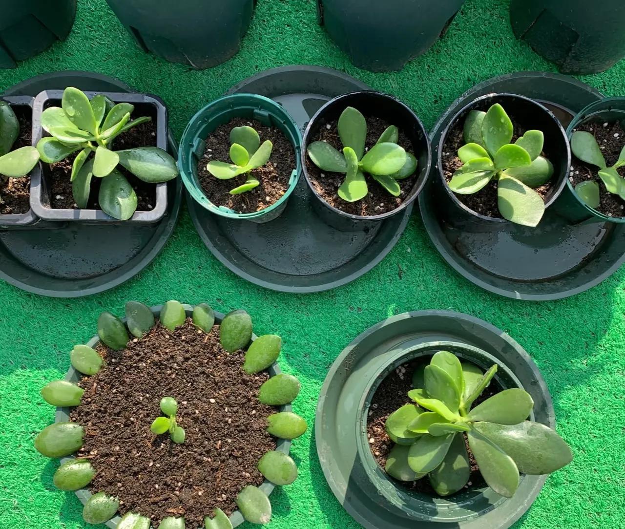 Chơi hoa hết 3 ngày Tết: Thực hiện ngay việc này để cây tiếp tục Chơi hoa hết 3 ngày Tết: Thực hiện ngay việc này để cây tiếp tục