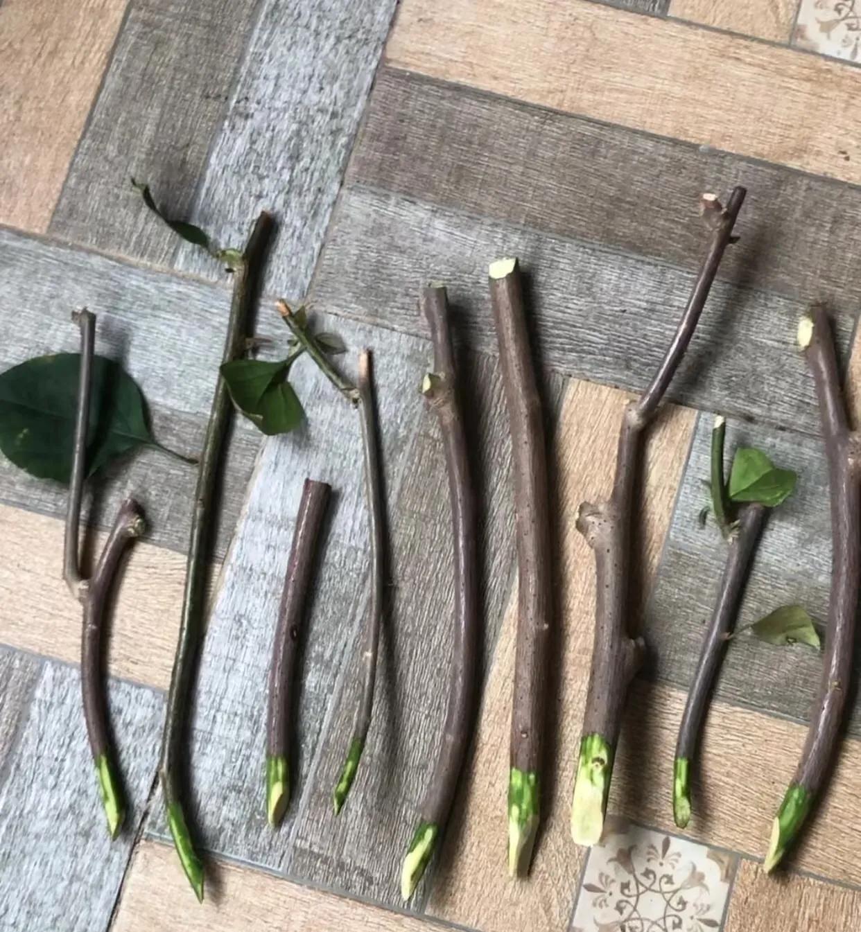 Chơi hoa hết 3 ngày Tết: Thực hiện ngay việc này để cây tiếp tục Chơi hoa hết 3 ngày Tết: Thực hiện ngay việc này để cây tiếp tục