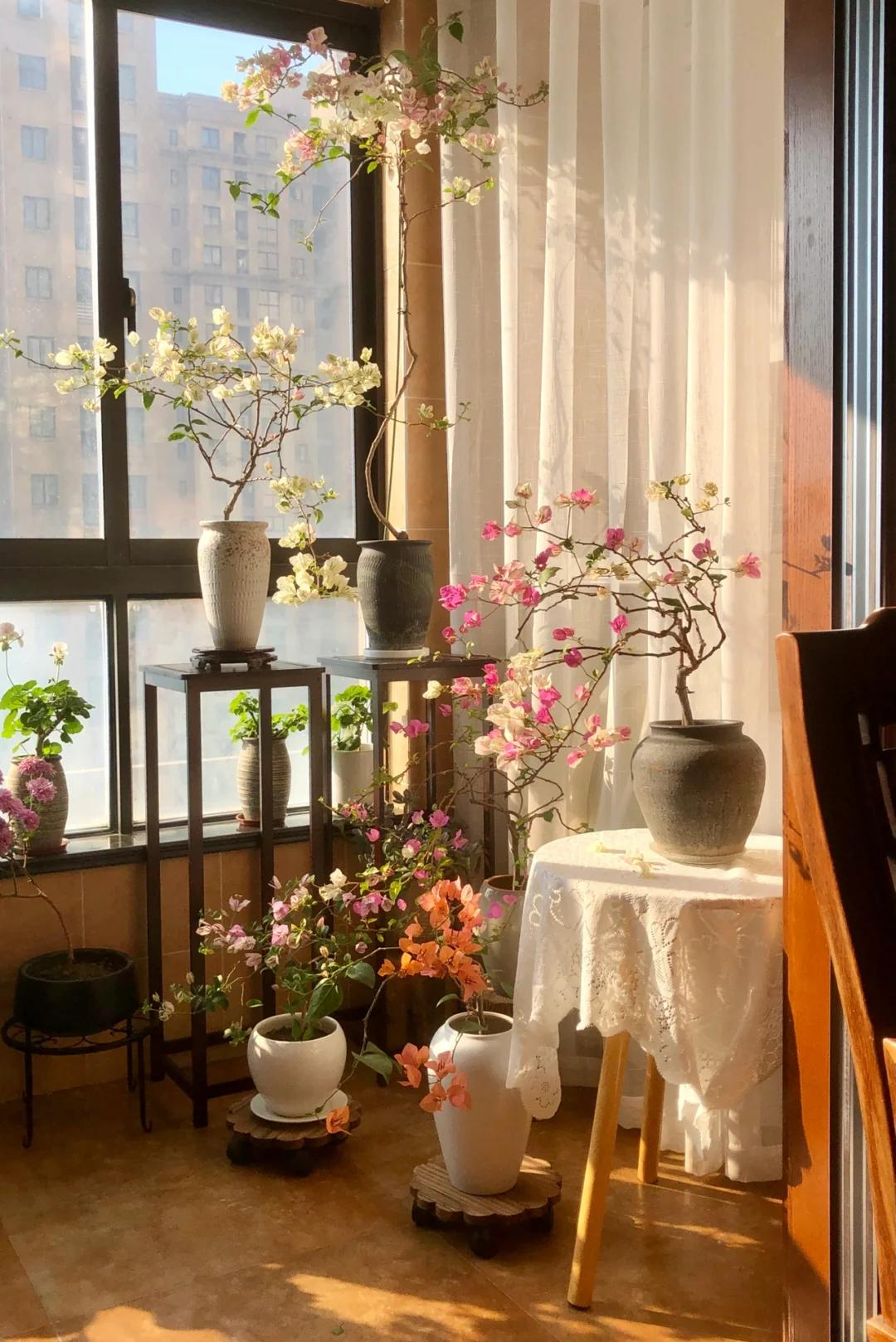 Cô gái trẻ bất ngờ nổi tiếng chỉ vì trồng được cây hoa giấy quá đẹp, cư dân mạng ví Cô gái trẻ bất ngờ nổi tiếng chỉ vì trồng được cây hoa giấy quá đẹp, cư dân mạng ví