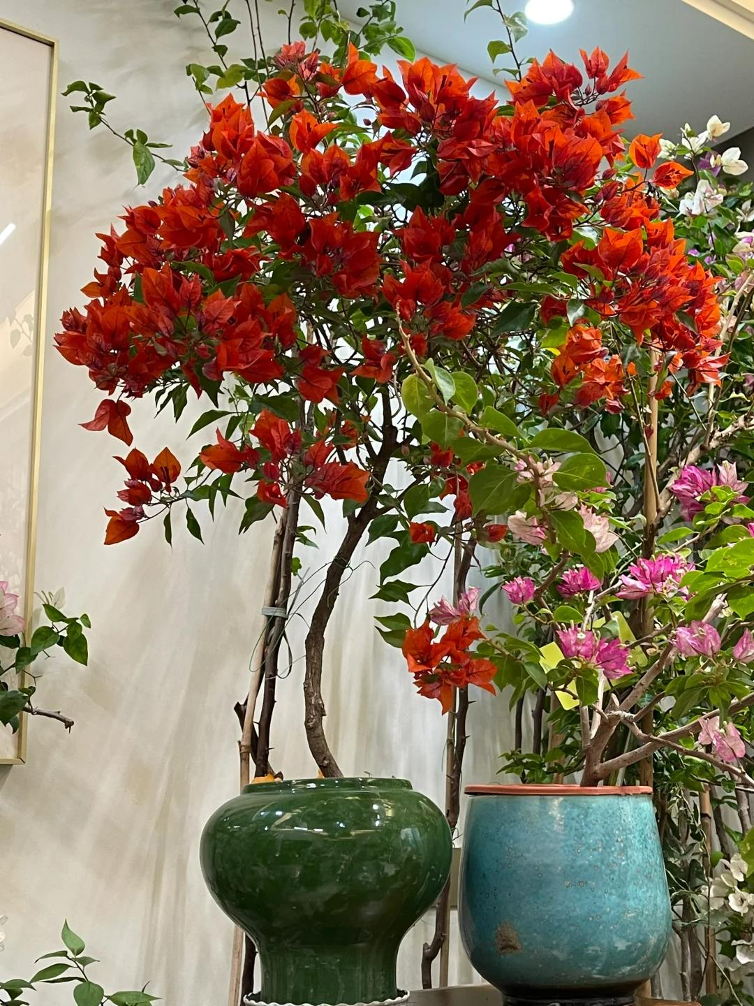 Cô gái trẻ bất ngờ nổi tiếng chỉ vì trồng được cây hoa giấy quá đẹp, cư dân mạng ví Cô gái trẻ bất ngờ nổi tiếng chỉ vì trồng được cây hoa giấy quá đẹp, cư dân mạng ví