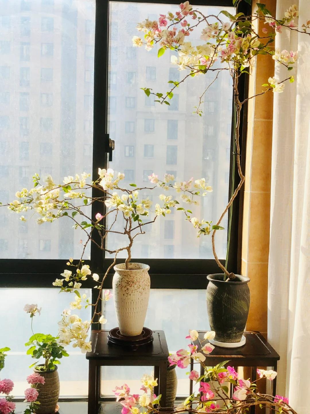 Cô gái trẻ bất ngờ nổi tiếng chỉ vì trồng được cây hoa giấy quá đẹp, cư dân mạng ví Cô gái trẻ bất ngờ nổi tiếng chỉ vì trồng được cây hoa giấy quá đẹp, cư dân mạng ví
