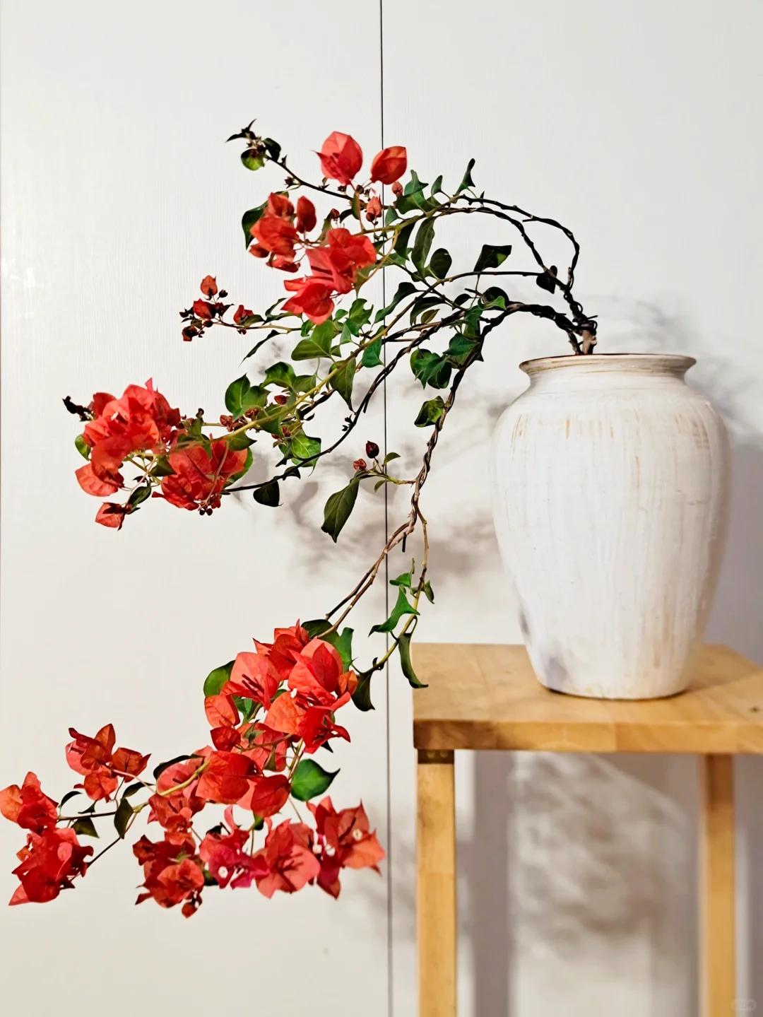 Cô gái trẻ bất ngờ nổi tiếng chỉ vì trồng được cây hoa giấy quá đẹp, cư dân mạng ví Cô gái trẻ bất ngờ nổi tiếng chỉ vì trồng được cây hoa giấy quá đẹp, cư dân mạng ví