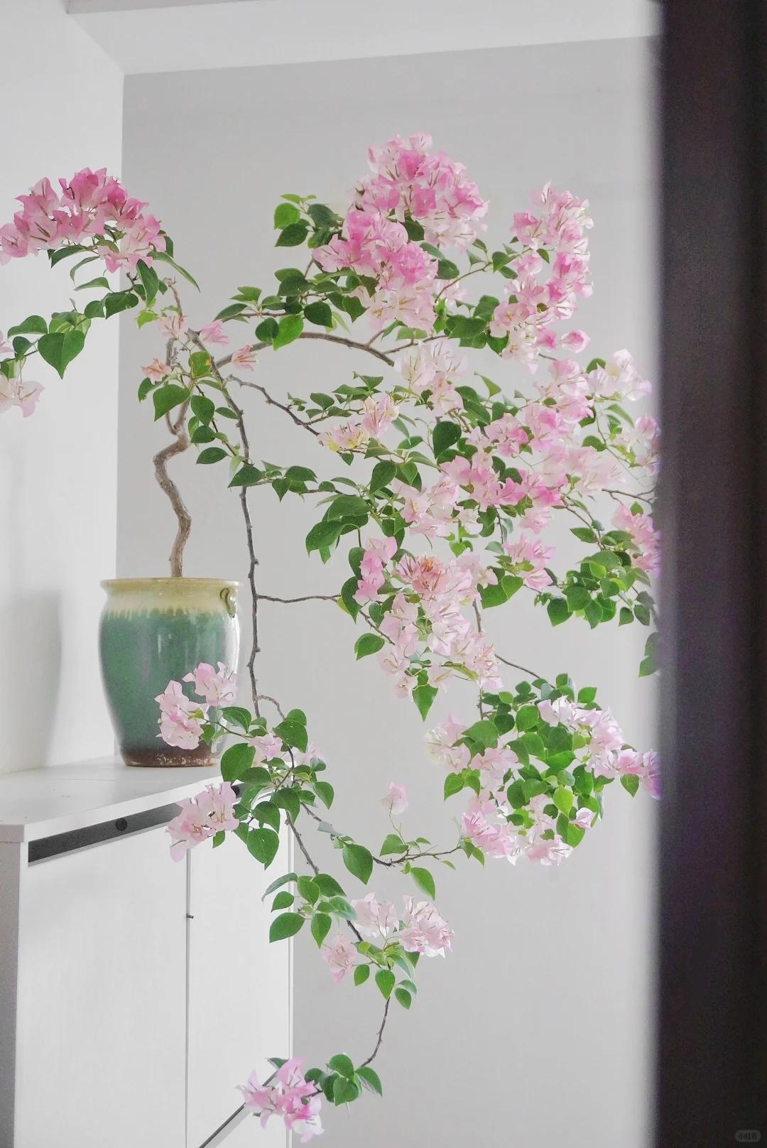 Cô gái trẻ bất ngờ nổi tiếng chỉ vì trồng được cây hoa giấy quá đẹp, cư dân mạng ví Cô gái trẻ bất ngờ nổi tiếng chỉ vì trồng được cây hoa giấy quá đẹp, cư dân mạng ví