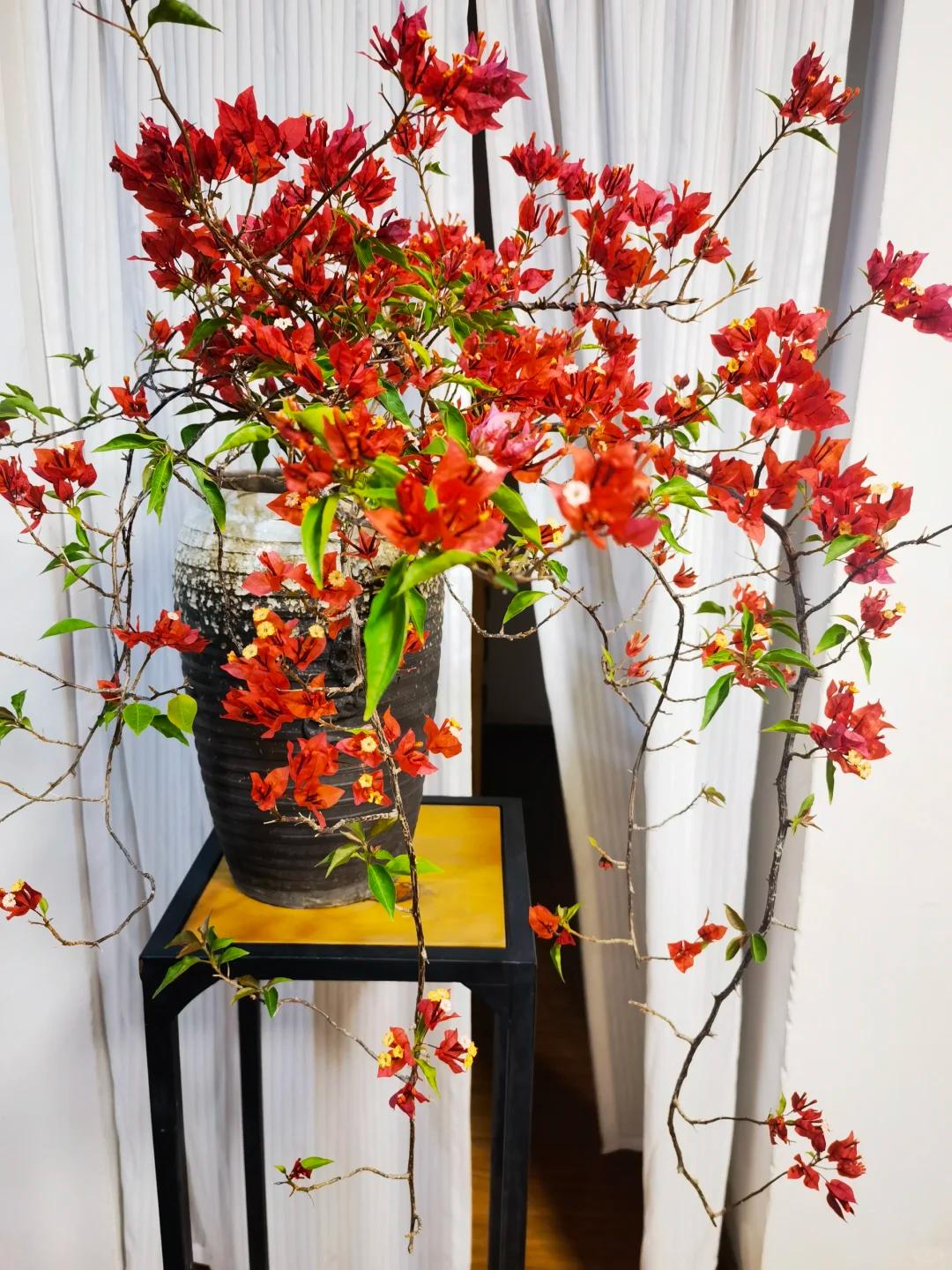 Cô gái trẻ bất ngờ nổi tiếng chỉ vì trồng được cây hoa giấy quá đẹp, cư dân mạng ví Cô gái trẻ bất ngờ nổi tiếng chỉ vì trồng được cây hoa giấy quá đẹp, cư dân mạng ví
