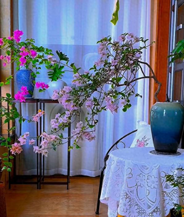 Cô gái trẻ bất ngờ nổi tiếng chỉ vì trồng được cây hoa giấy quá đẹp, cư dân mạng ví Cô gái trẻ bất ngờ nổi tiếng chỉ vì trồng được cây hoa giấy quá đẹp, cư dân mạng ví