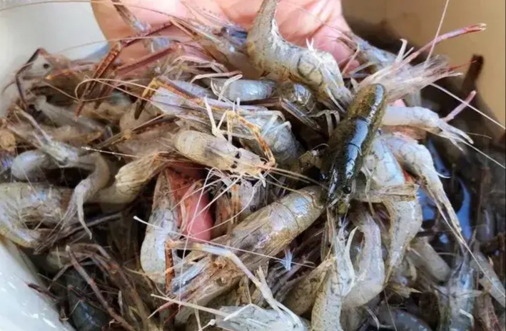 Đi chợ mua tôm thấy 5 dấu hiệu này thì nhất quyết Đi chợ mua tôm thấy 5 dấu hiệu này thì nhất quyết