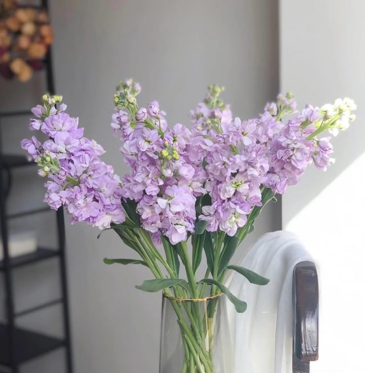 Loại hoa đẹp nhưng có độc mà nhiều người thích cắm trong nhà- Ảnh 1. Loại hoa đẹp nhưng có độc mà nhiều người thích cắm trong nhà- Ảnh 1.