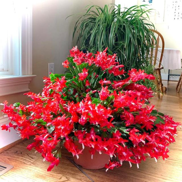 Người phụ nữ dành 8 năm trời chỉ để chăm trồng 1 cây lan càng cua, kết quả nhận về siêu bất ngờ- Ảnh 4. Người phụ nữ dành 8 năm trời chỉ để chăm trồng 1 cây lan càng cua, kết quả nhận về siêu bất ngờ- Ảnh 4.