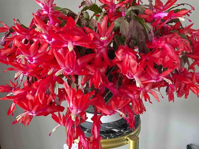 Người phụ nữ dành 8 năm trời chỉ để chăm trồng 1 cây lan càng cua, kết quả nhận về siêu bất ngờ- Ảnh 6. Người phụ nữ dành 8 năm trời chỉ để chăm trồng 1 cây lan càng cua, kết quả nhận về siêu bất ngờ- Ảnh 6.