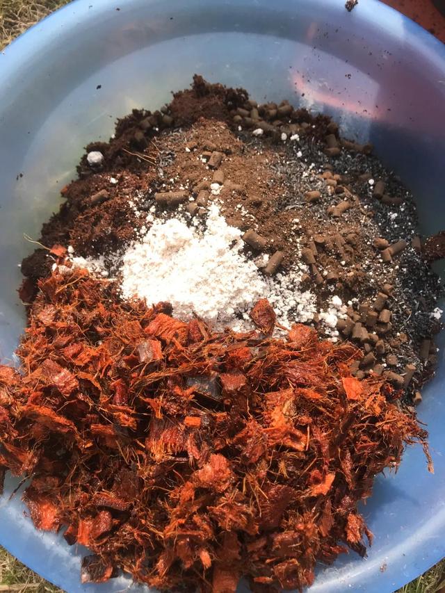 Người phụ nữ dành 8 năm trời chỉ để chăm trồng 1 cây lan càng cua, kết quả nhận về siêu bất ngờ- Ảnh 8. Người phụ nữ dành 8 năm trời chỉ để chăm trồng 1 cây lan càng cua, kết quả nhận về siêu bất ngờ- Ảnh 8.