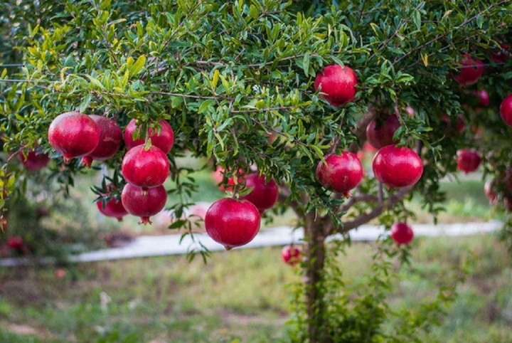 Vì sao "phía đông trồng lựu hốt vàng, phía tây trồng hồng hốt bạc"?- Ảnh 2. Vì sao "phía đông trồng lựu hốt vàng, phía tây trồng hồng hốt bạc"?- Ảnh 2.