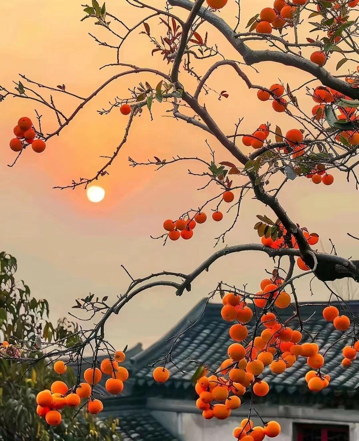 Vì sao "phía đông trồng lựu hốt vàng, phía tây trồng hồng hốt bạc"?- Ảnh 3. Vì sao "phía đông trồng lựu hốt vàng, phía tây trồng hồng hốt bạc"?- Ảnh 3.