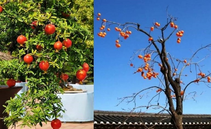 Vì sao "phía đông trồng lựu hốt vàng, phía tây trồng hồng hốt bạc"?- Ảnh 1. Vì sao "phía đông trồng lựu hốt vàng, phía tây trồng hồng hốt bạc"?- Ảnh 1.