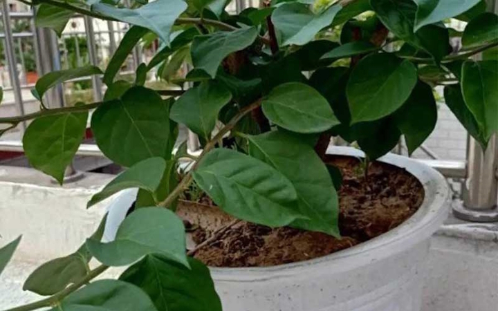 Vì sao trồng hoa giấy trong nhà bị coi là điều đại kỵ?- Ảnh 3. Vì sao trồng hoa giấy trong nhà bị coi là điều đại kỵ?- Ảnh 3.