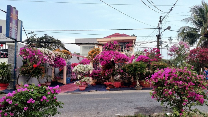 Vì sao trồng hoa giấy trong nhà bị coi là điều đại kỵ?- Ảnh 1. Vì sao trồng hoa giấy trong nhà bị coi là điều đại kỵ?- Ảnh 1.