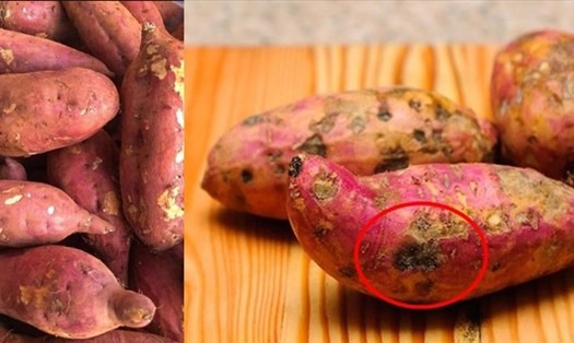 4 dấu hiệu nguy hiểm của khoai lang, tôi khuyên thật: Đừng mua kẻo 4 dấu hiệu nguy hiểm của khoai lang, tôi khuyên thật: Đừng mua kẻo