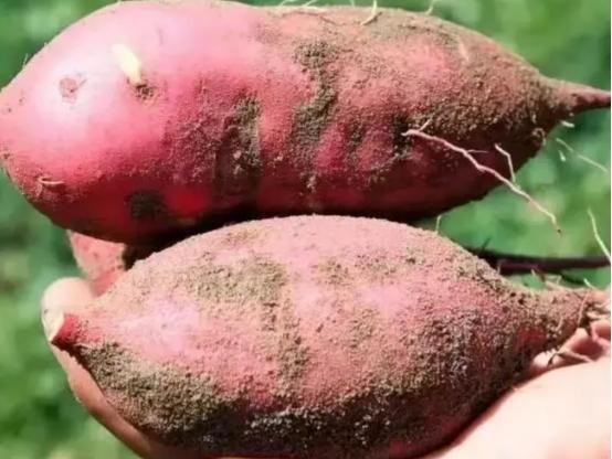 4 dấu hiệu nguy hiểm của khoai lang, tôi khuyên thật: Đừng mua kẻo 4 dấu hiệu nguy hiểm của khoai lang, tôi khuyên thật: Đừng mua kẻo