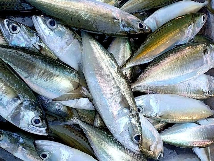 4 mẹo nhận biết cá tươi ngon, người bán cũng chẳng lừa được bạn- Ảnh 2. 4 mẹo nhận biết cá tươi ngon, người bán cũng chẳng lừa được bạn- Ảnh 2.