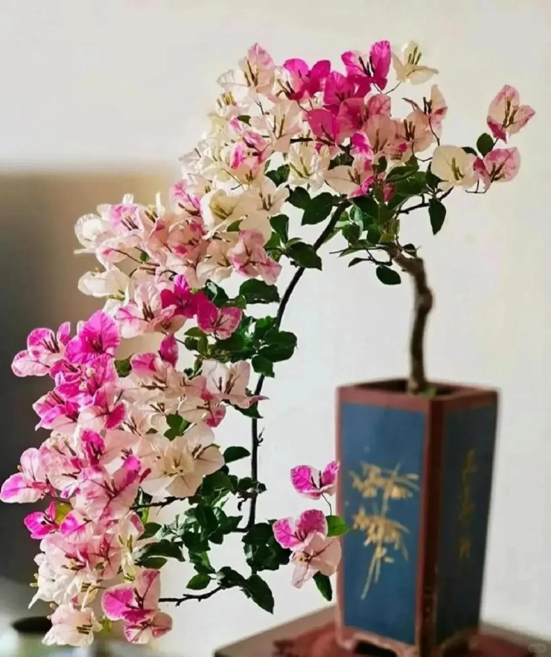 Cây hoa giấy chồng tôi trồng Cây hoa giấy chồng tôi trồng