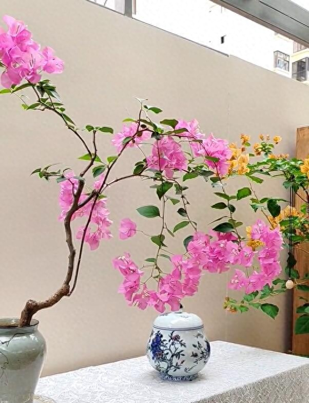 Cây hoa giấy chồng tôi trồng Cây hoa giấy chồng tôi trồng